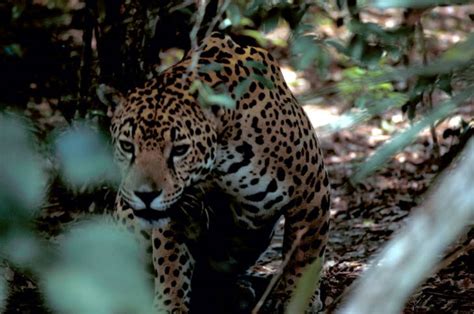 The Unlikely Friendship of a Jaguar and a Hummingbird! A Journey into Ancient Mexican Folklore